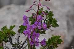Epilobium angustifolium